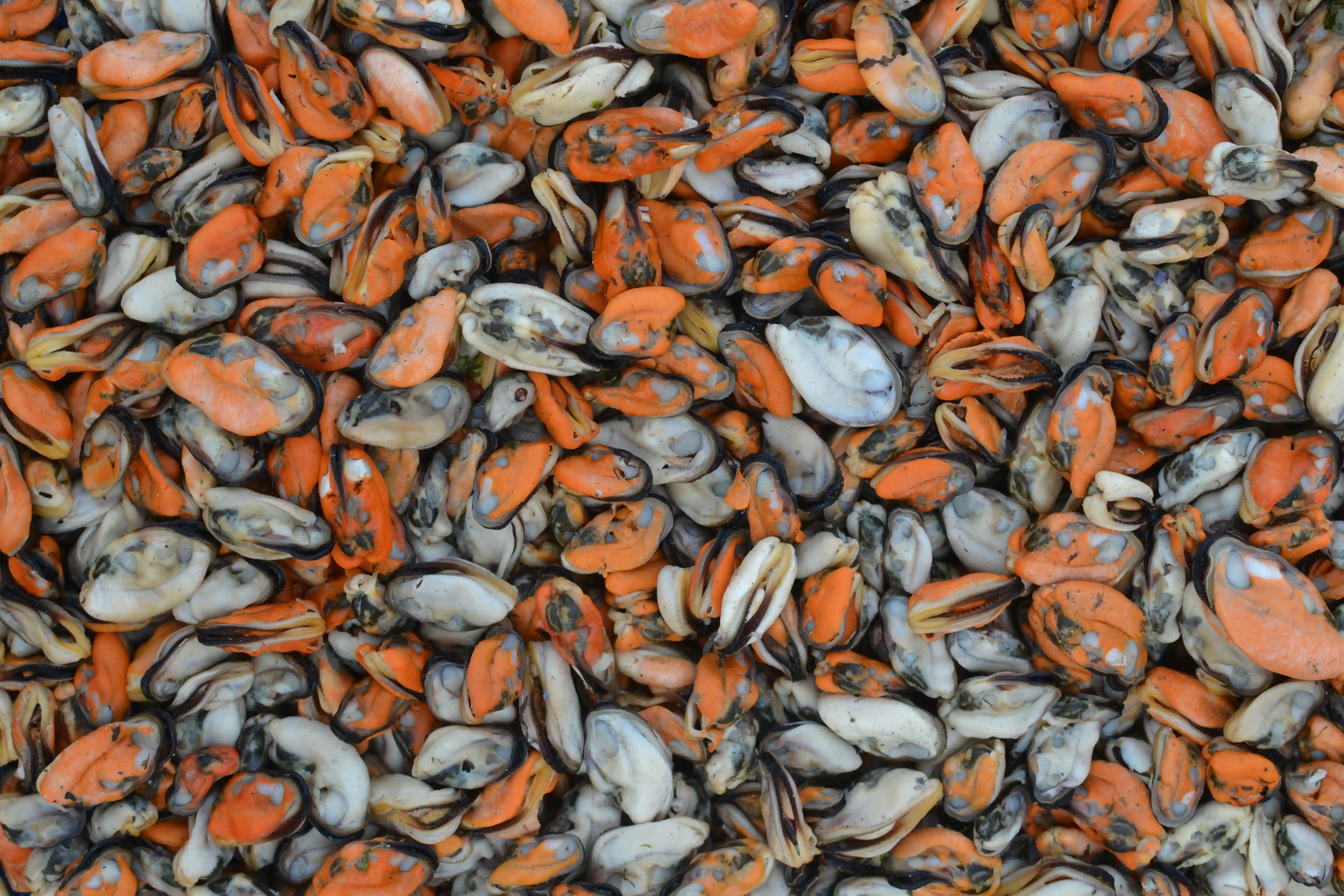 Cozze senza guscio Consigli per lacquisto e la conservazione sicura